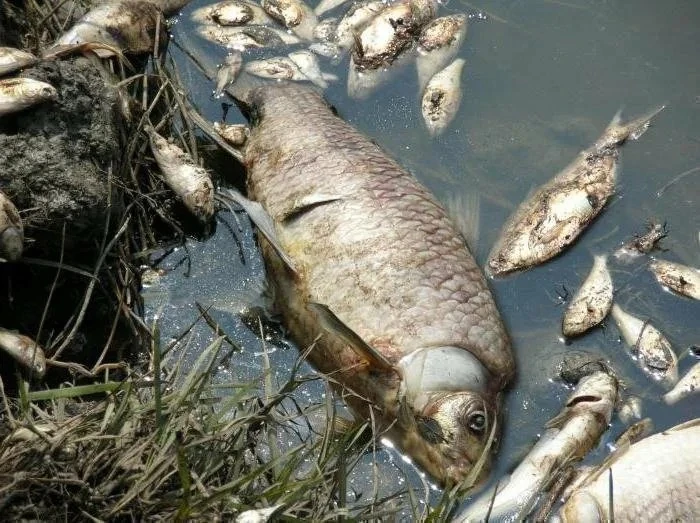 Жара убивает рыбу в Алтайском крае 🎣