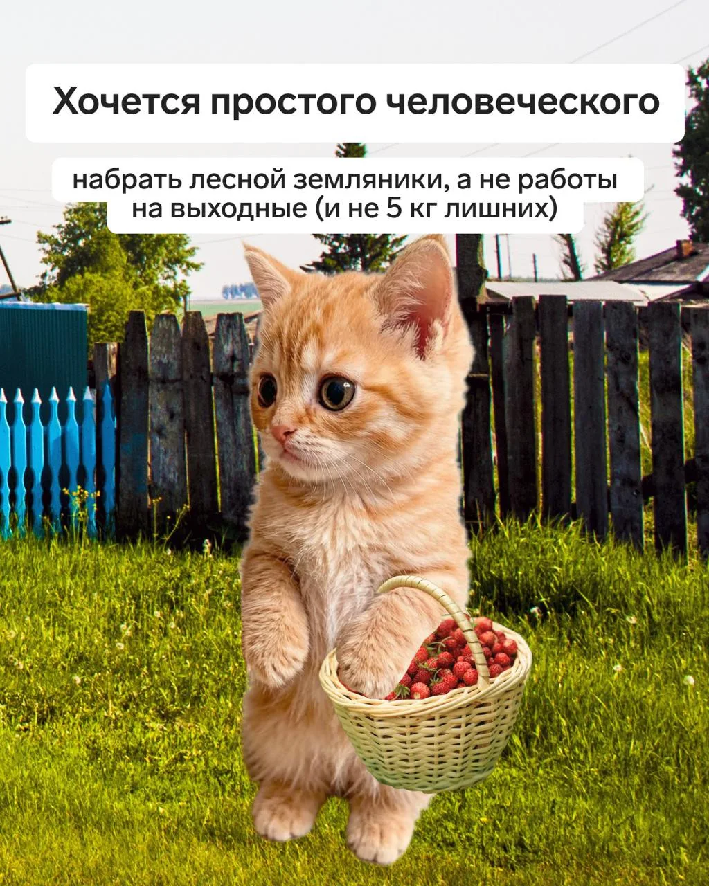 Простое человеческое у всех разное: кому камералку без требований, кому — черной икры.

Не смогли ос