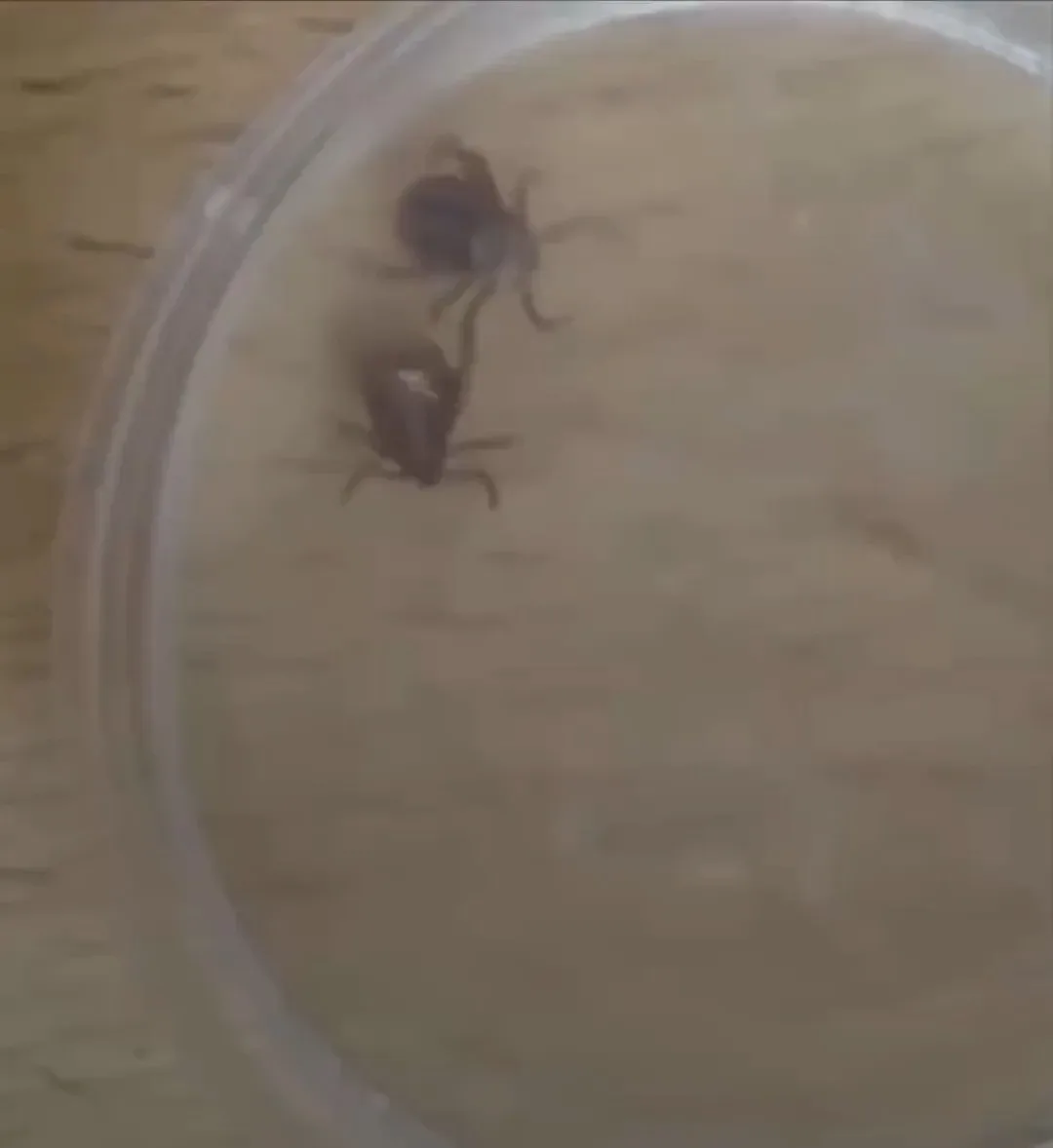 🕷️ Сезон клещей в России затянется до морозов