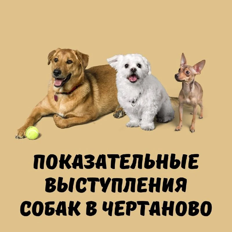 🐕 В Чертаново покажут, на что способны собаки