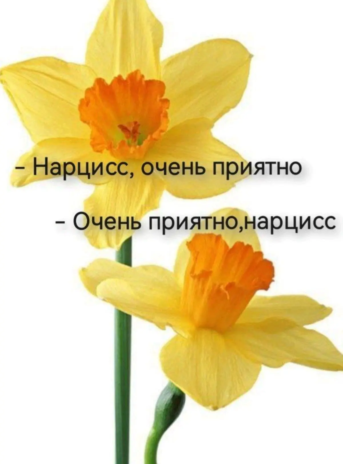 📍Уже сегодня в 19:00 состоится вебинар на тему «Нарциссы в отношениях»