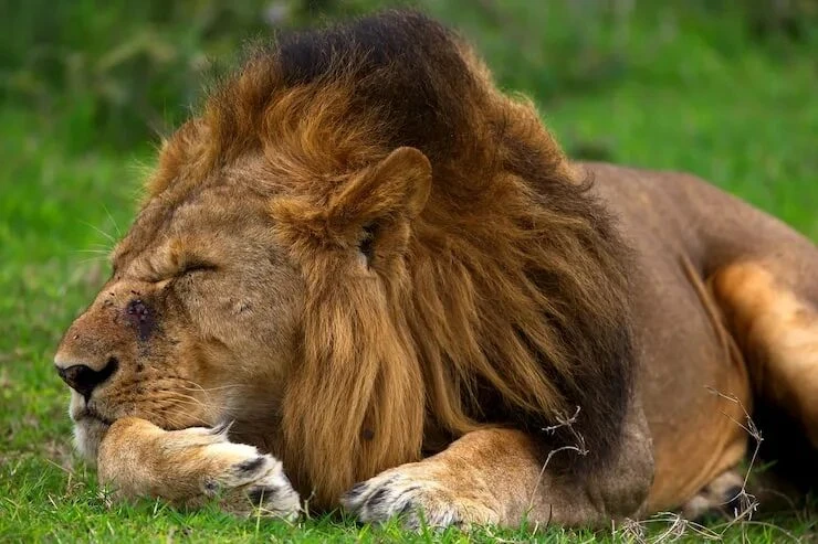 🦁10 августа отмечают Всемирный день льва