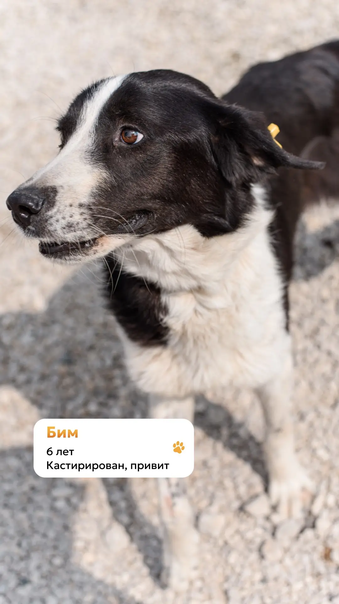Бим ищет куратора🐾
