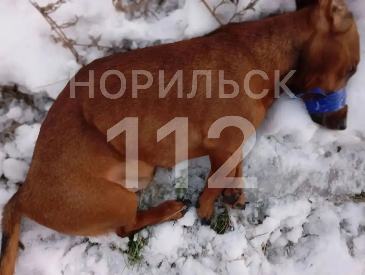 ⚠️Водители с регистраторами, нужна ваша помощь!