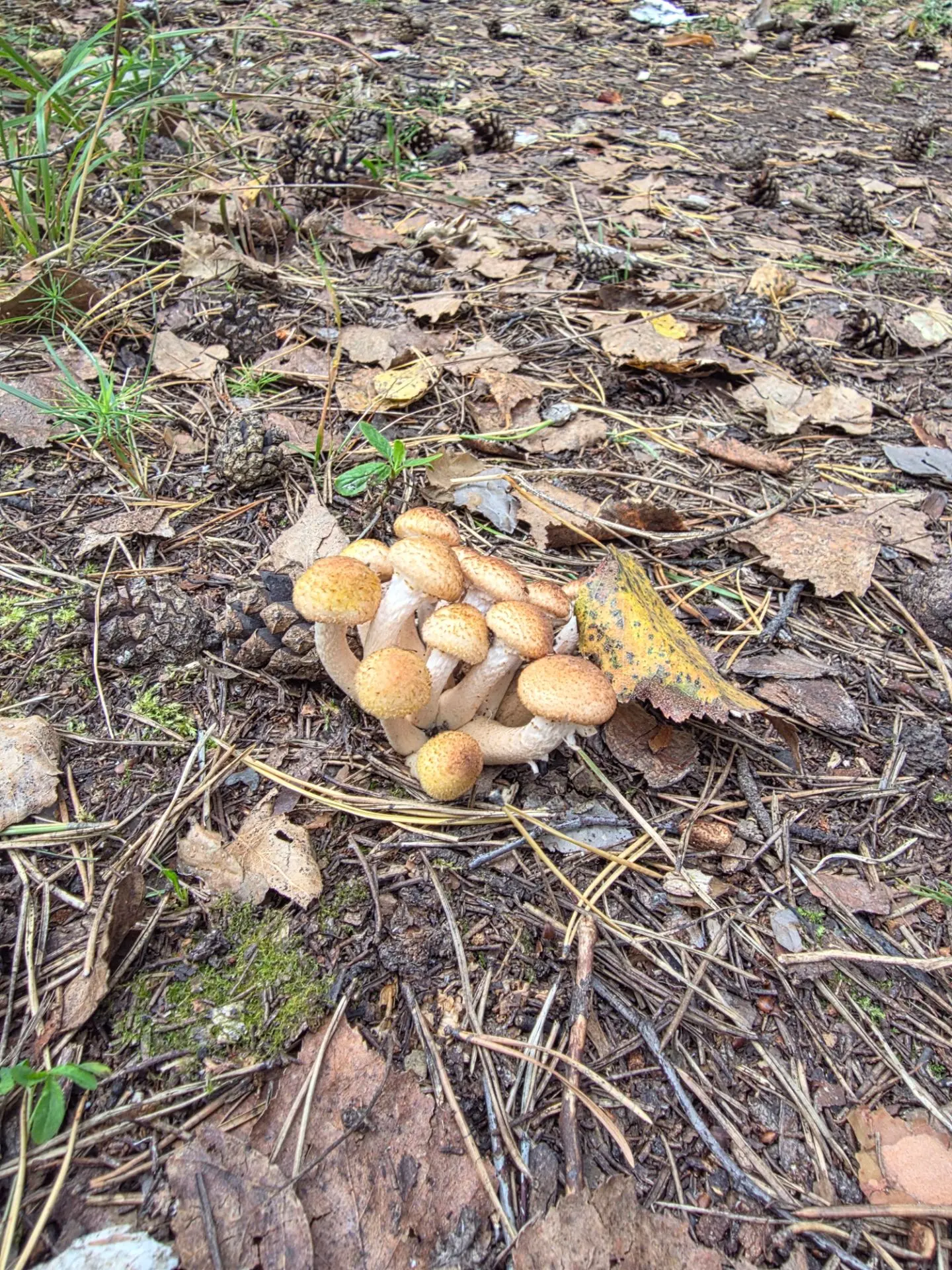 В Чистых росах активная охота на опят, грузди 🍂🍄‍🟫🍁