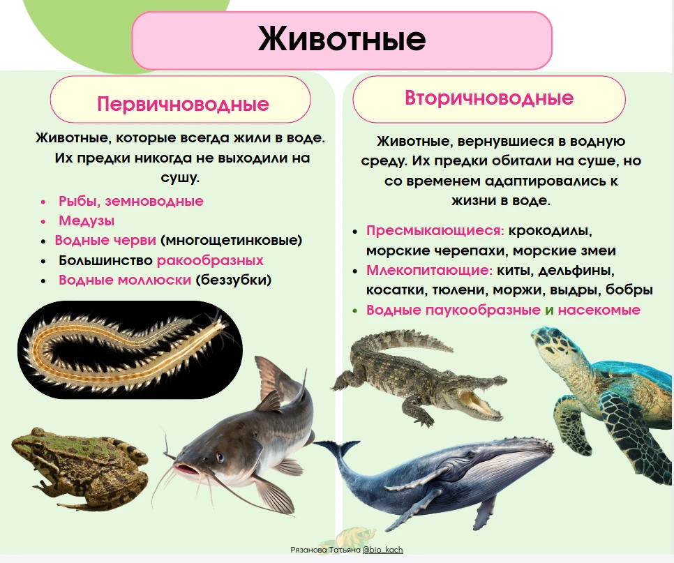 ПОВТОРЯЕМ ВАЖНЫЕ ТЕРМИНЫ.