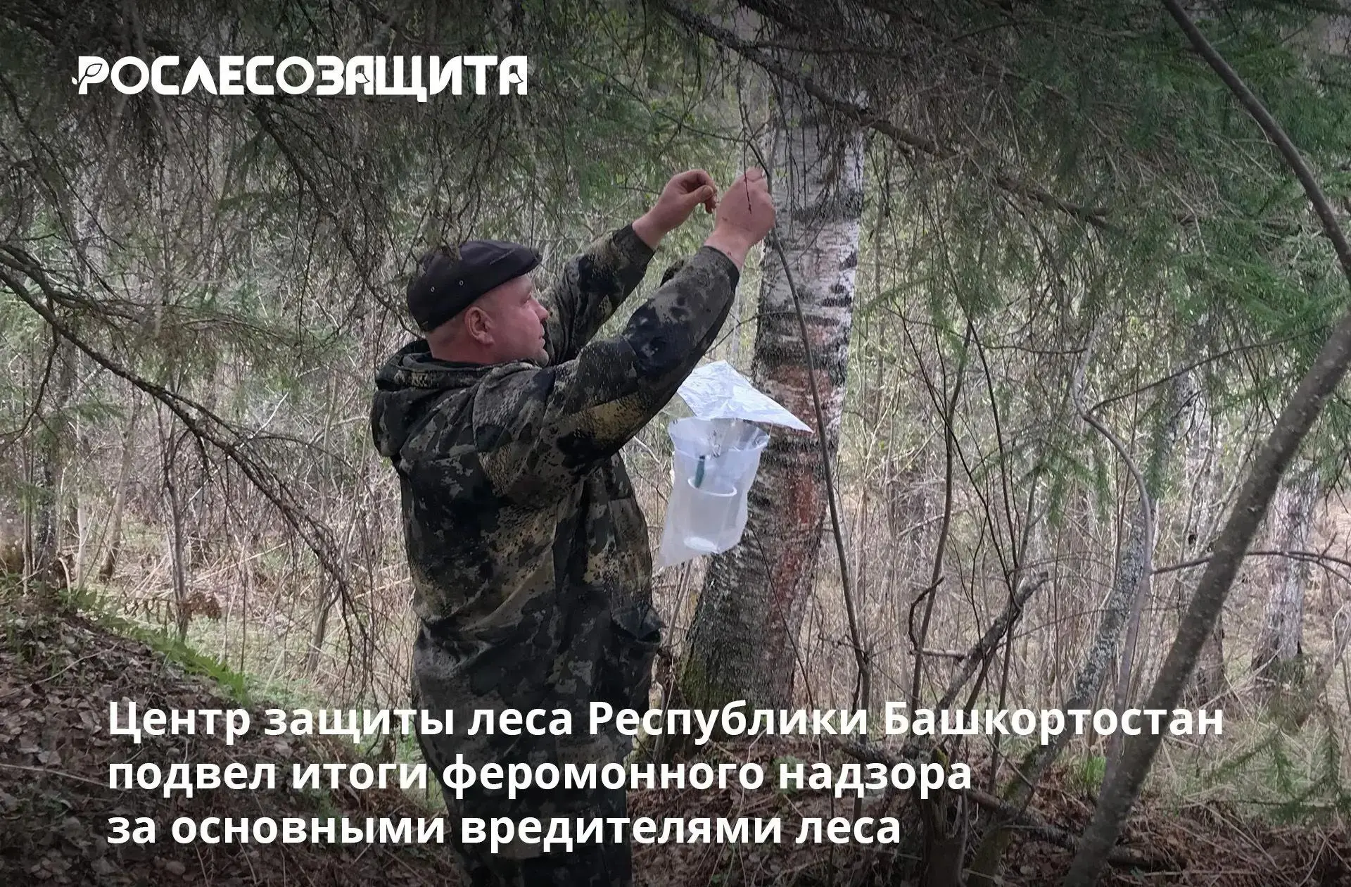 👁️ Наблюдения охватили 5 лесничеств в разных лесорастительных зонах – от южных степных...