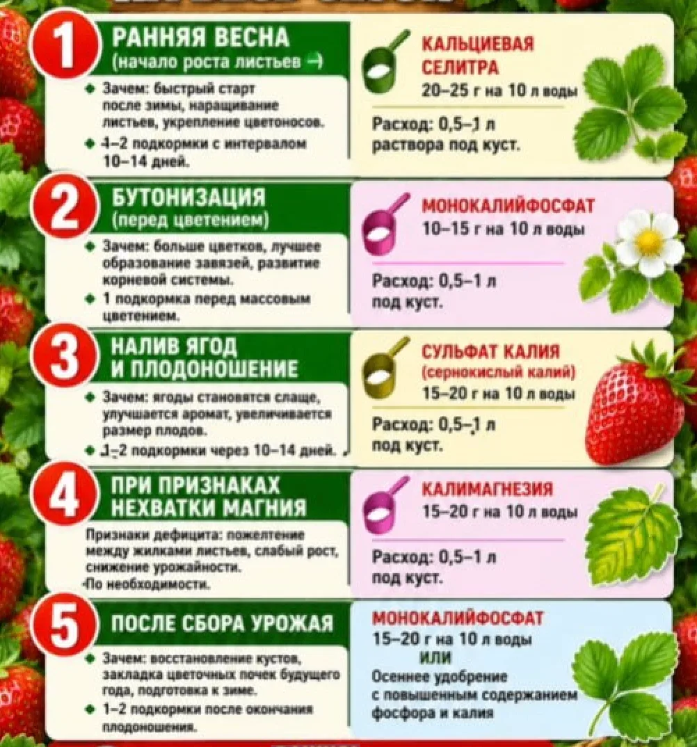 ШПАРГАЛКА ПО ПОДКОРМКАМ КЛУБНИКИ НА ВЕСЬ СЕЗОН 🍓