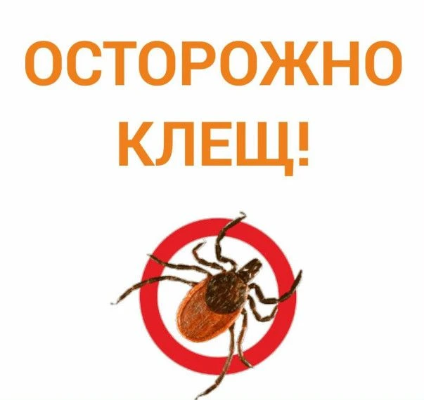 Что вы знаете о клещах?
Клещи прыгают на человека с веток
Нет. Они подстерегают жертву в траве и на 