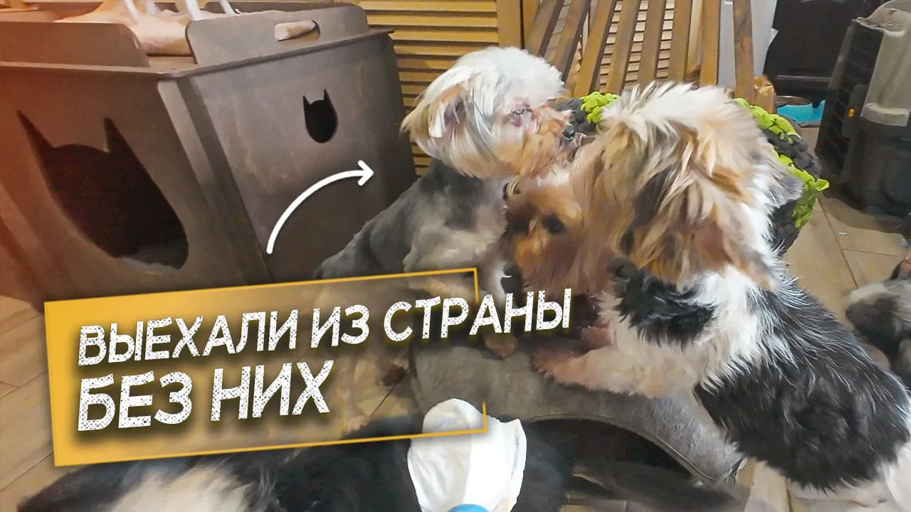 Дарина снова в эфире с пушистым апдейтом!
📺 Вчерашний сюжет теперь и в VK — смотреть тут:
👉 [СМОТР
