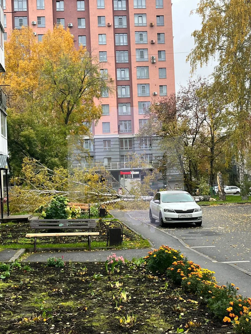 Администрация Кемерово дала официальный комментарий по поводу падения дерева на Ленингр...