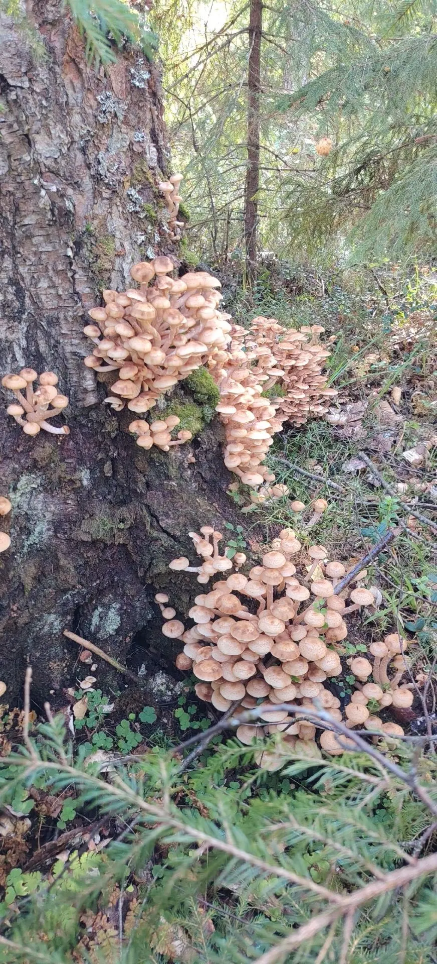 🍄‍🟫 А вы ходите с детьми за грибами?