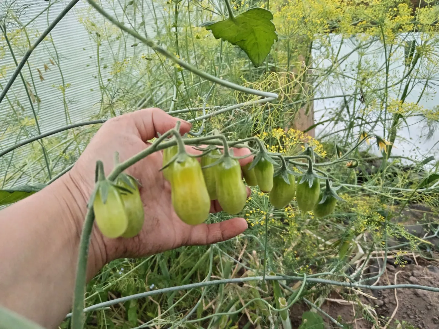 Доброе утро. Ну вот и начинают созревать первые томаты. 🍅 Это черри мне дала хорошая з...