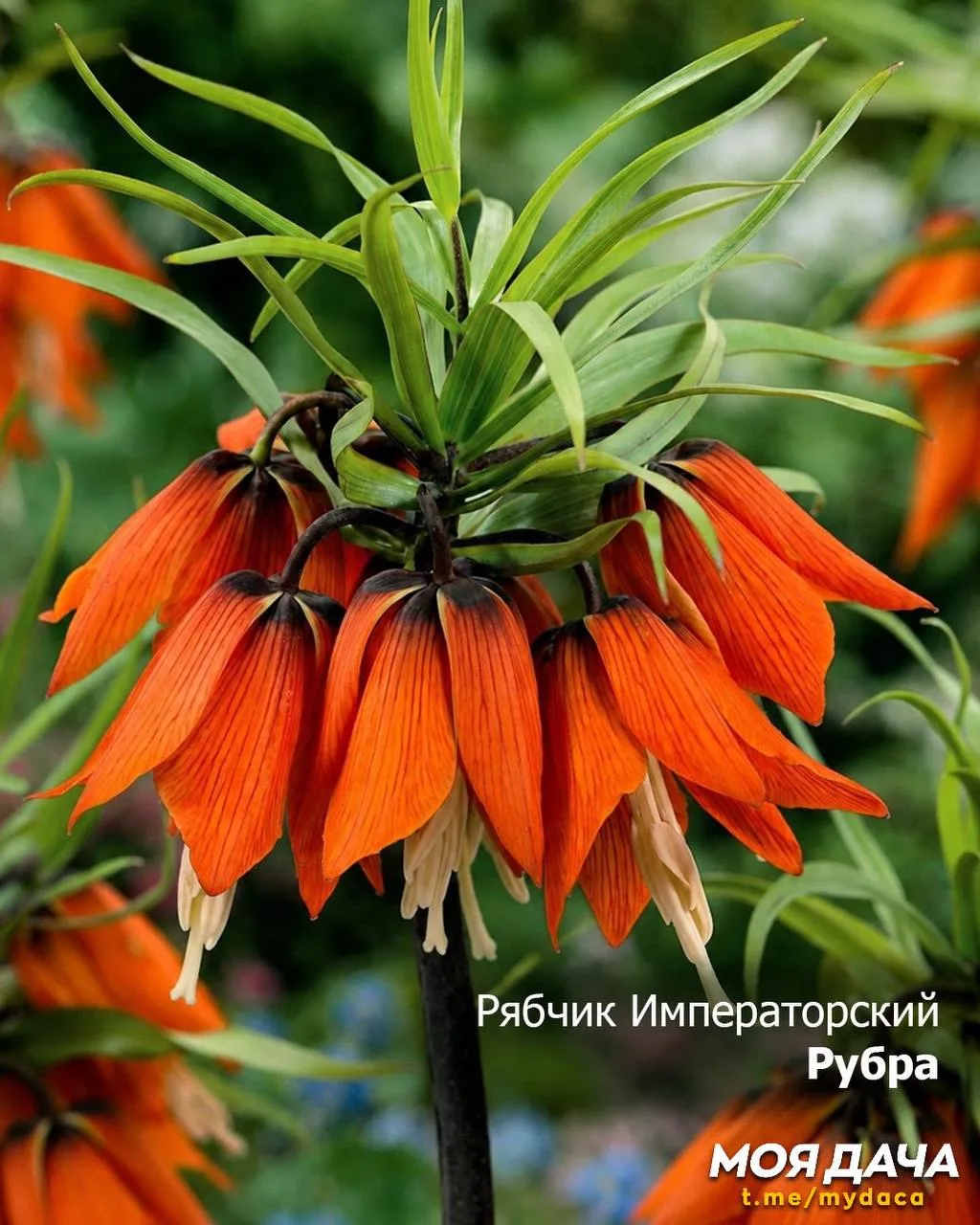 Рябчик императорский — король весеннего сада 🌷