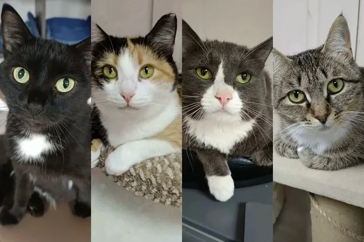 Котики ищут дом