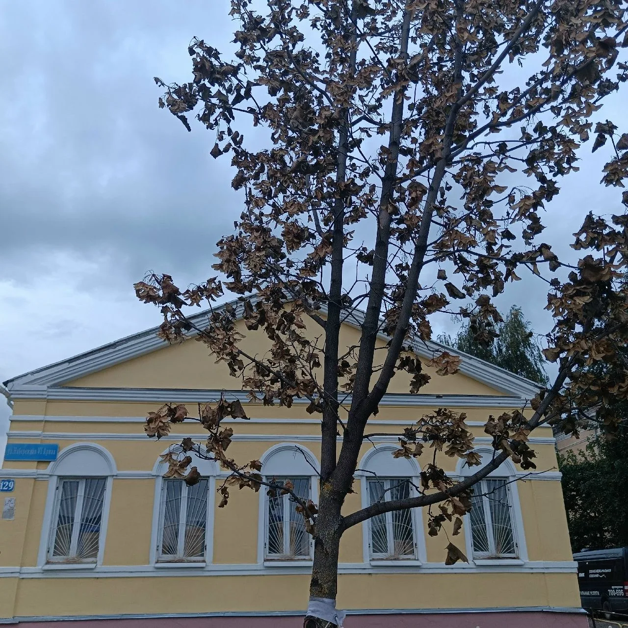 Недавно высаженные клёны на Набережной 6 армии. Ни один не выжил. Судя по всему, так бу...