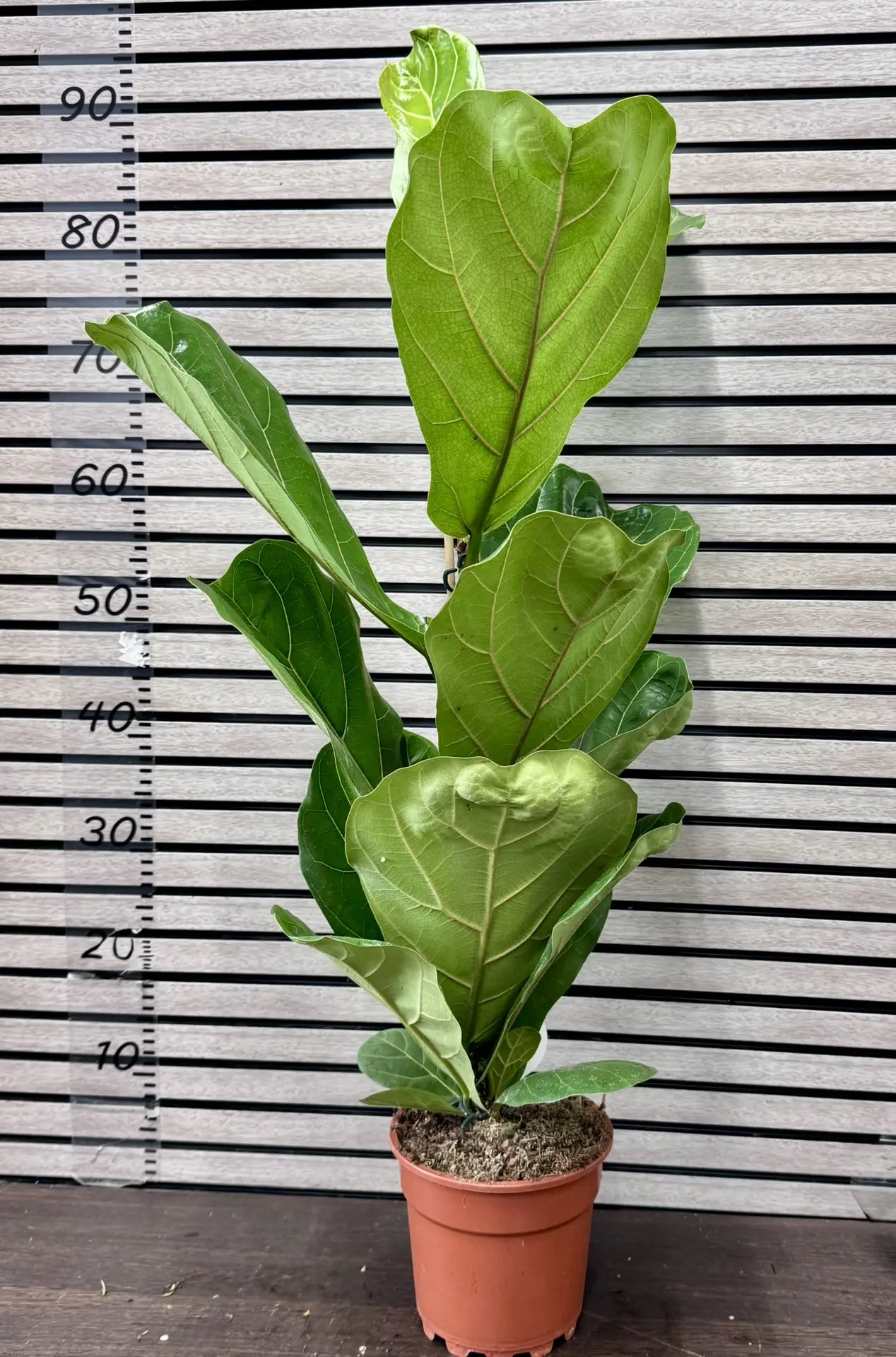 Фикус LYRATA 17/80🪴

Шефлера GULD CAPELLA 17/50🪴

Фикус El Abidjan 3pp 27/100🪴

Спацифиллум SENSA