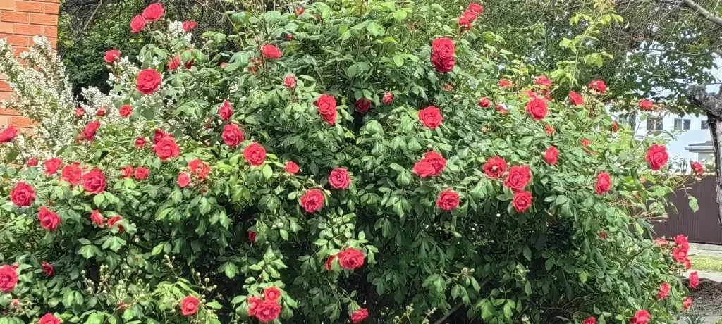 🌹Когда в городе зацветают розы, улицы словно оживают новой, особенной красотой  Воздух наполняется т
