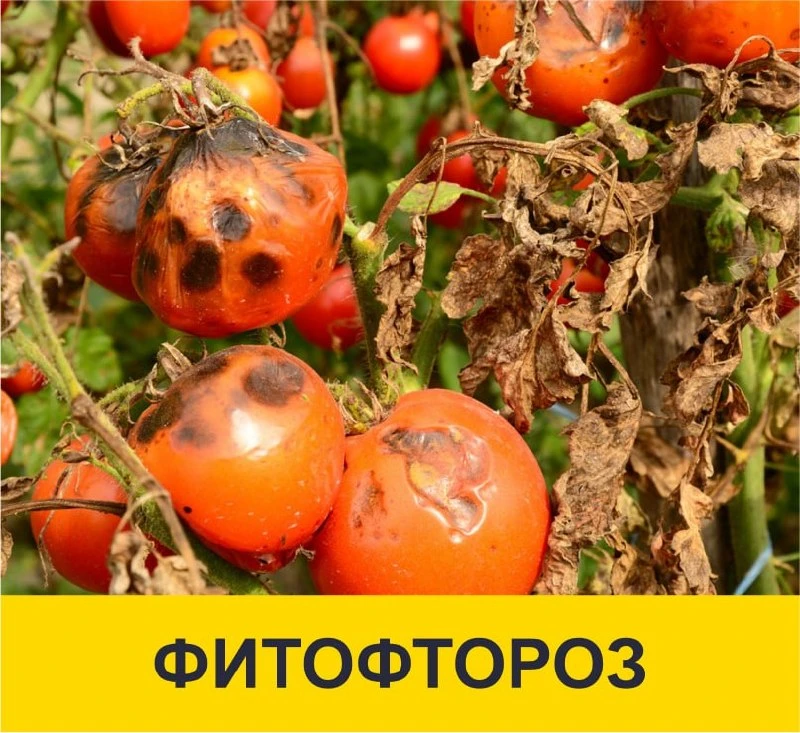 🤝 Присоединяйся к нам: 📲МАХ