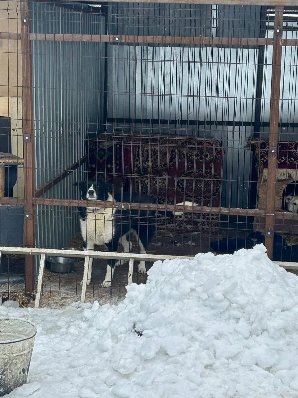 🐾 Добрые дела согревают ❤️  Наш 7А класс решил доказать, что мы в ответе за тех, кого приручили, и о