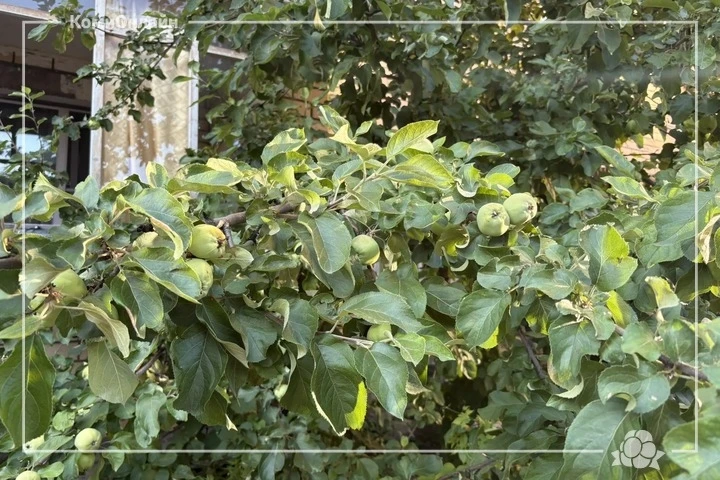 Яблоки зреют на сыктывкарских улицах.