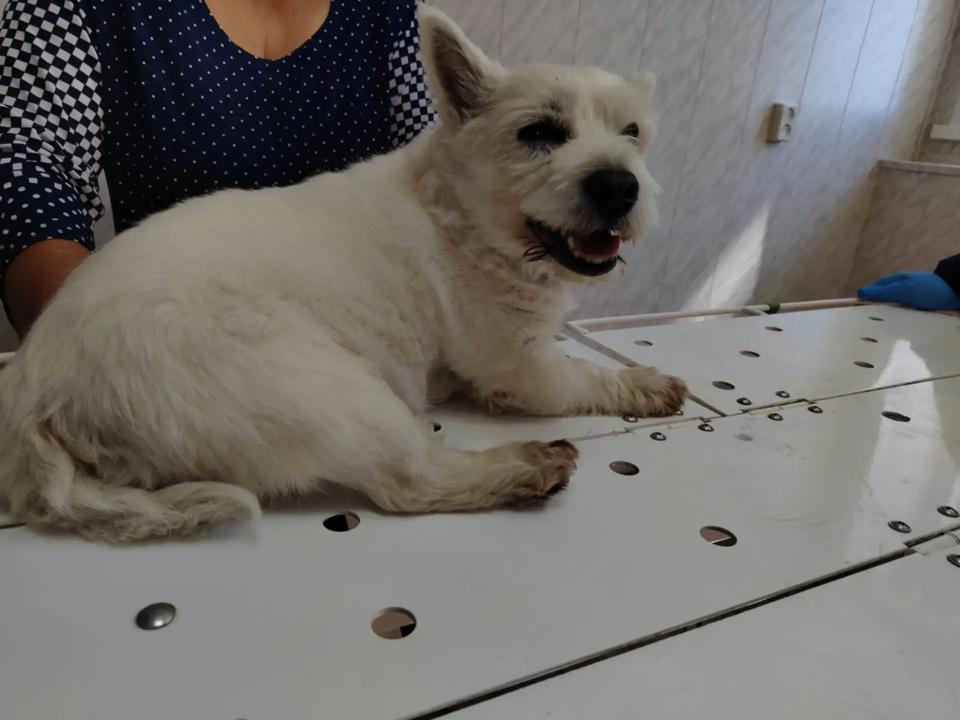 🐶 Хозяева привели собаку с воспалённым глазом 👁️К нам в ТОГБУ «Староюрьевская райСББЖ...