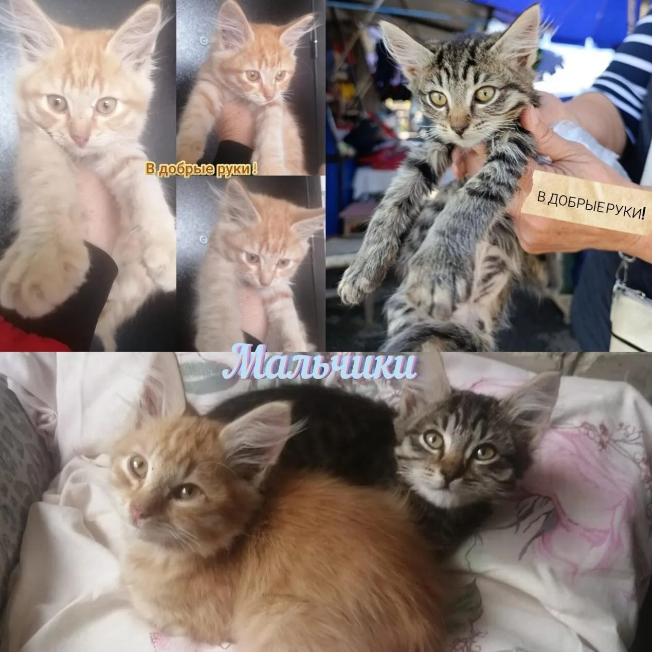 Подкинули котят - мальчики, примерный возраст 2,5 месяца.