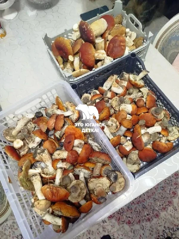 Наш подписчик прислал нам фото 🍄🍄🍄