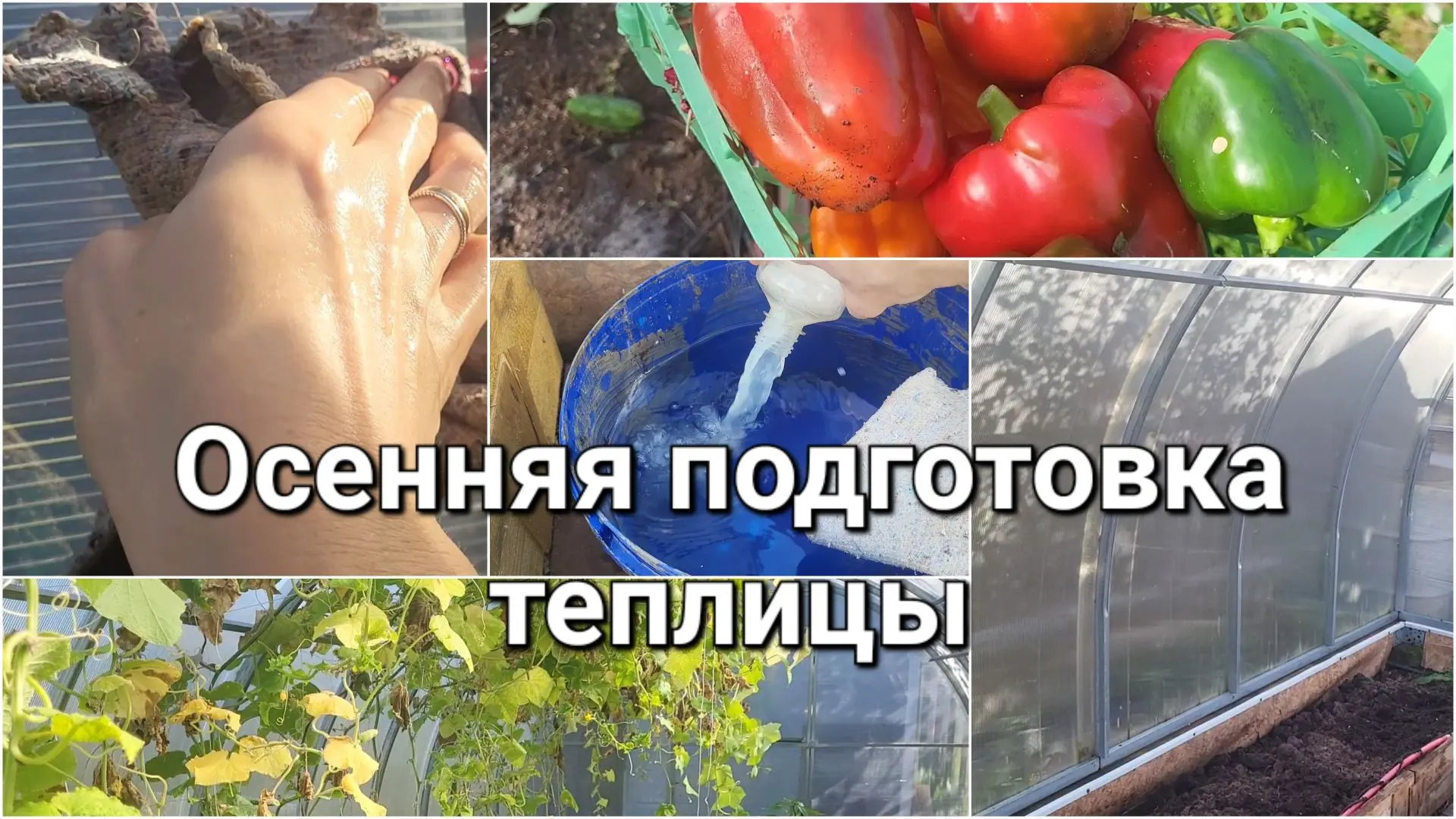 Всегда готовлю теплицу к будущему сезону с осени!