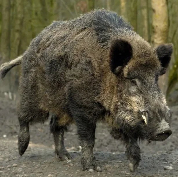🐗КАБАН — этого свирепого и опасного зверя ещё называют дикой свиньёй. Несмотря на то ч...