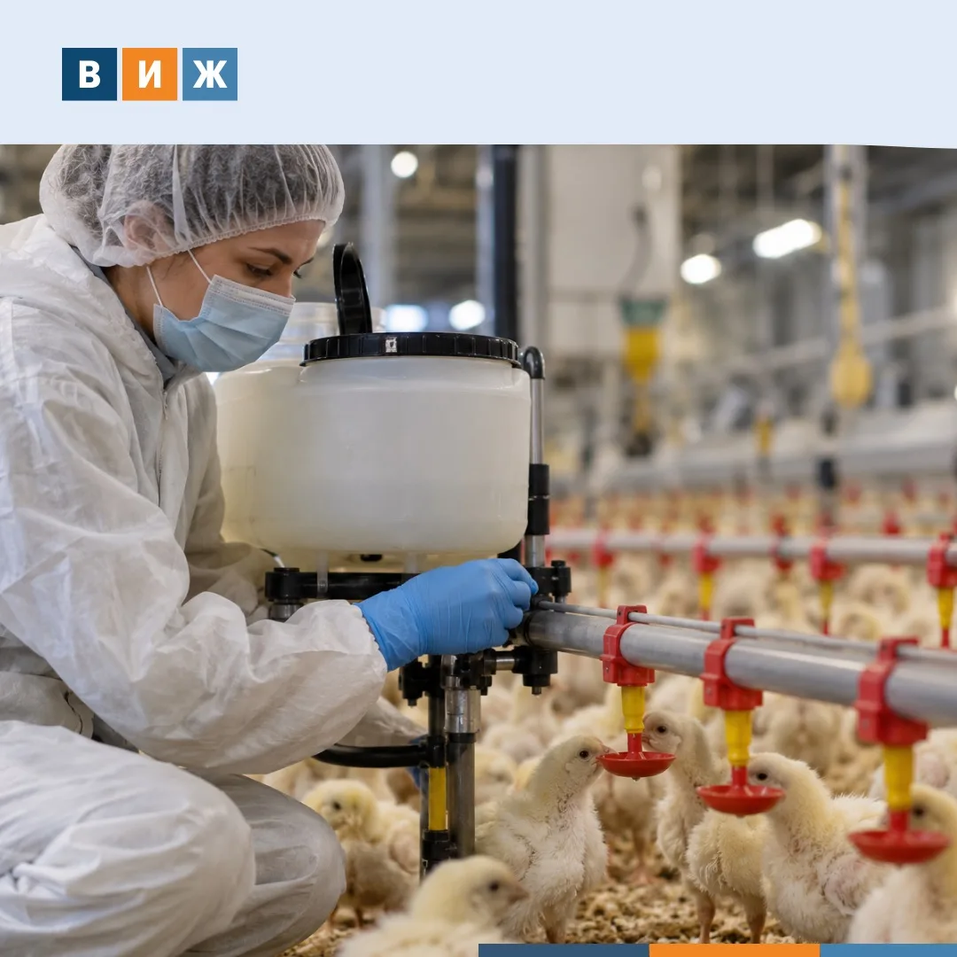 💉Против инфекционной анемии цыплят теперь есть российская вакцина