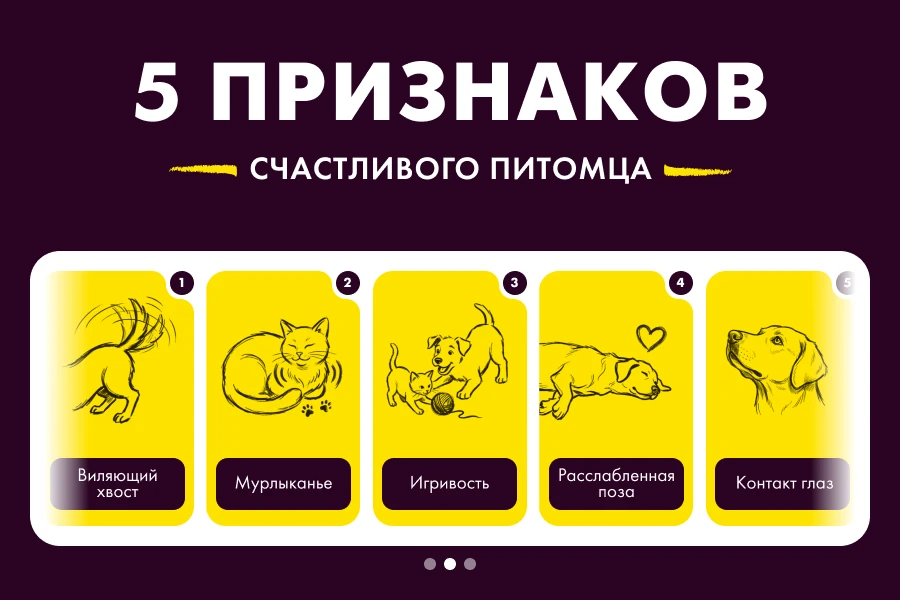 5 признаков счастливого питомца

Как понять, что ваш любимец по-настоящему счастлив? Вот 5 верных пр