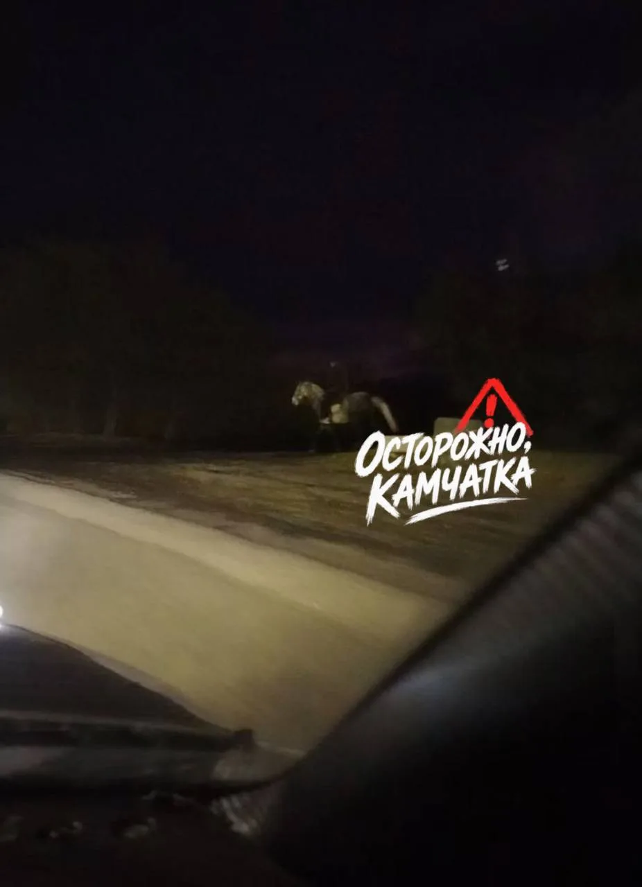 ⚠️ Осторожно, кавалерия!