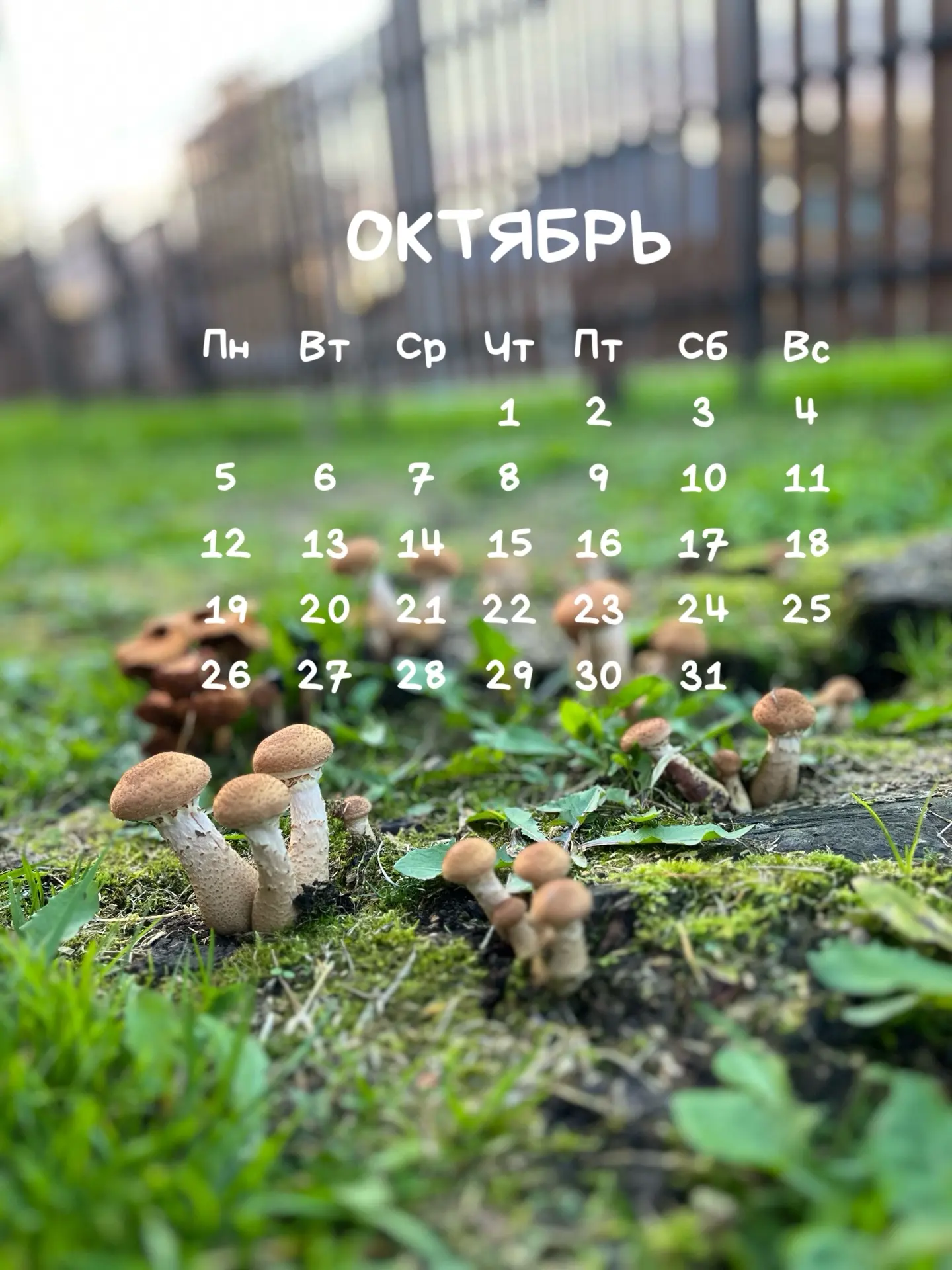 🍁А вот и середина осени подкралась незаметно 🍂