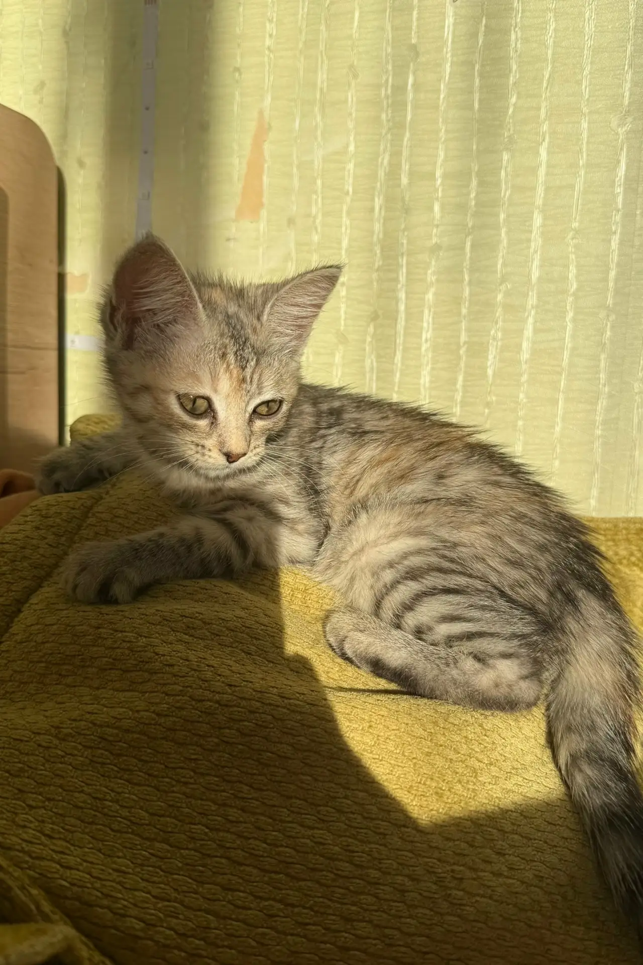 Отдам кисуню в самые добрые руки❤‍🩹