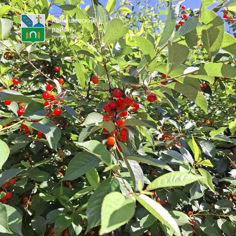 Доброе утро!🍒

Сегодня облачно с прояснениями. Днем кратковременные дожди, местами грозы. Ветер юго