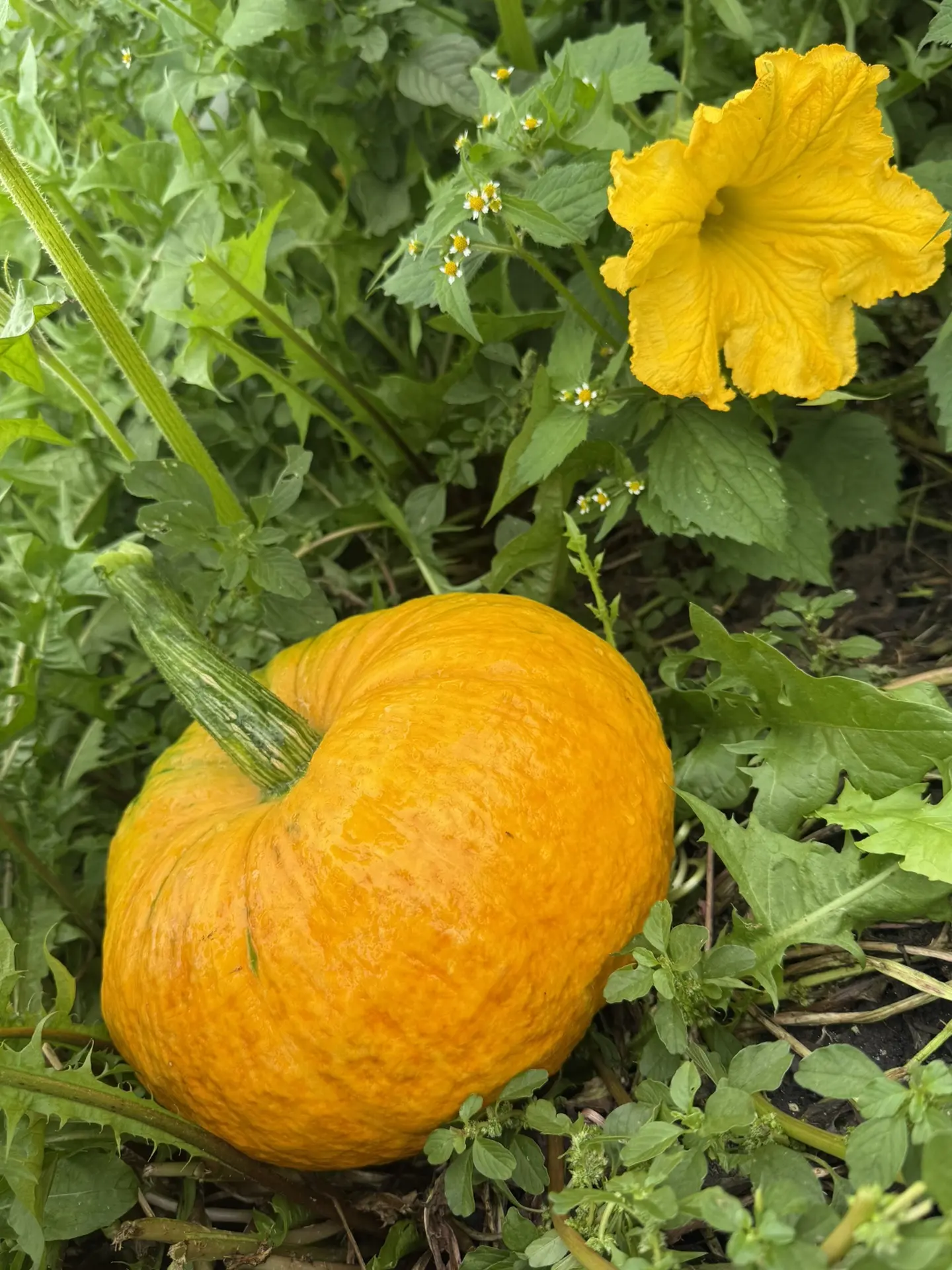 Дуслар, быел сезнең кабак уңышы ничек соң? 🎃🍂