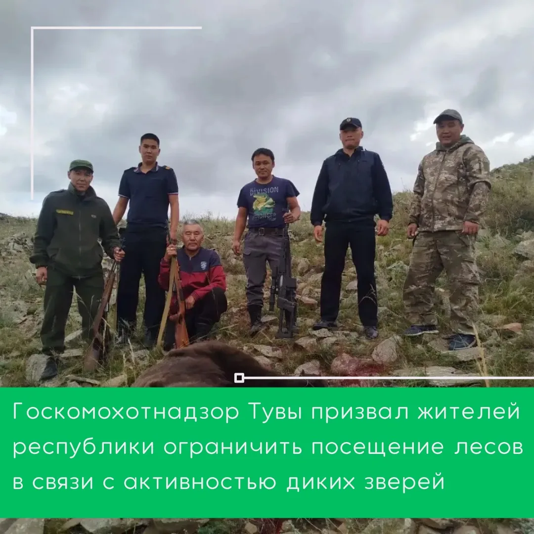 О повышении активности бурых медведей в равнинной местности, близ чабанских стоянок и н...