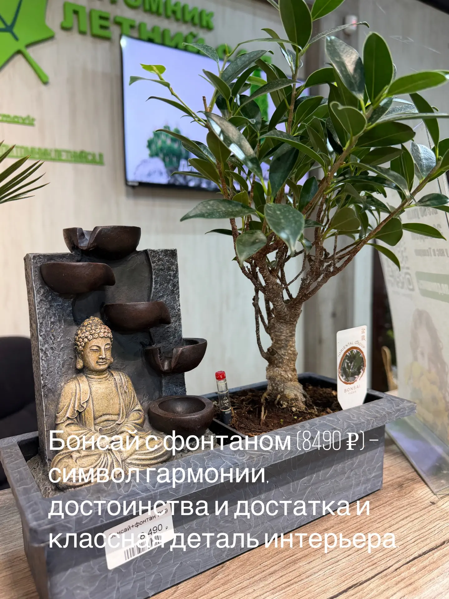 Лучшие подарочки! Мы-то точно знаем, что это🪴🎄🎁 Дарить растение – значит действительно знать человек
