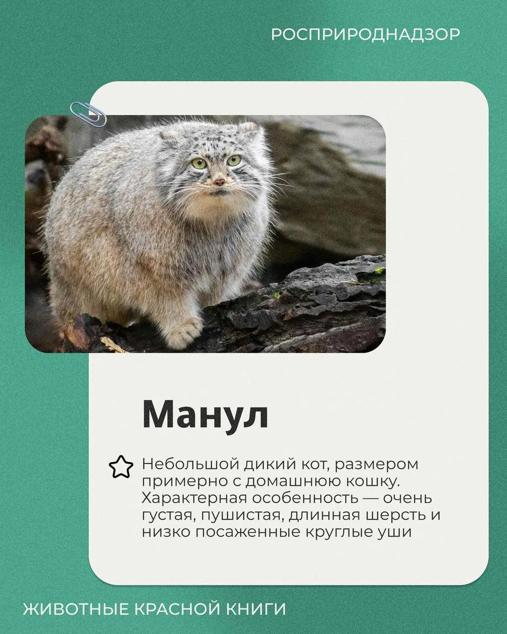 Сегодня в рубрике «Животные Красной книги» – манул или палласов кот – небольшая дикая к...