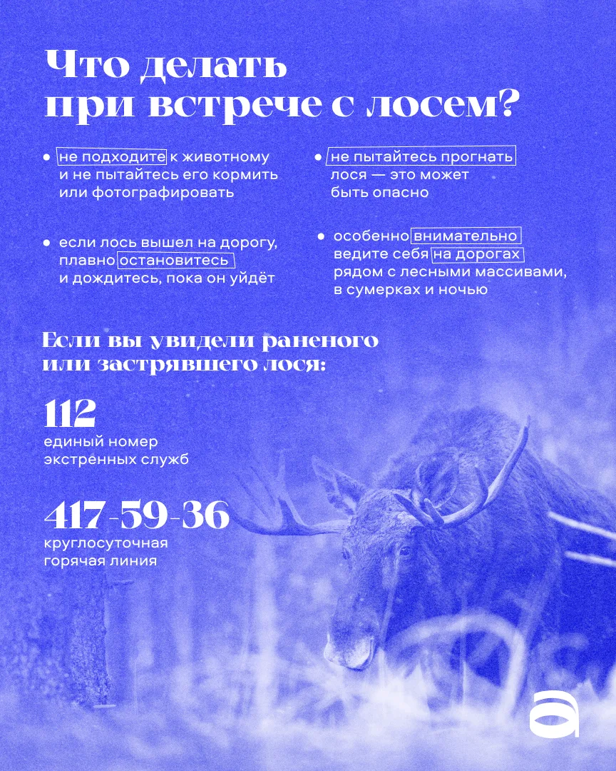 🦌 В Петербурге и Ленобласти продолжается сезонная миграция лосей. 

Животные покидают зимние укрыти