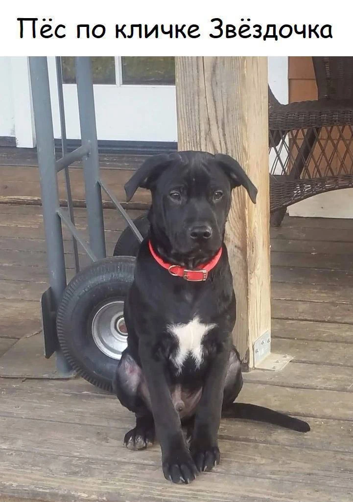 Шерстяной дружок 🐶