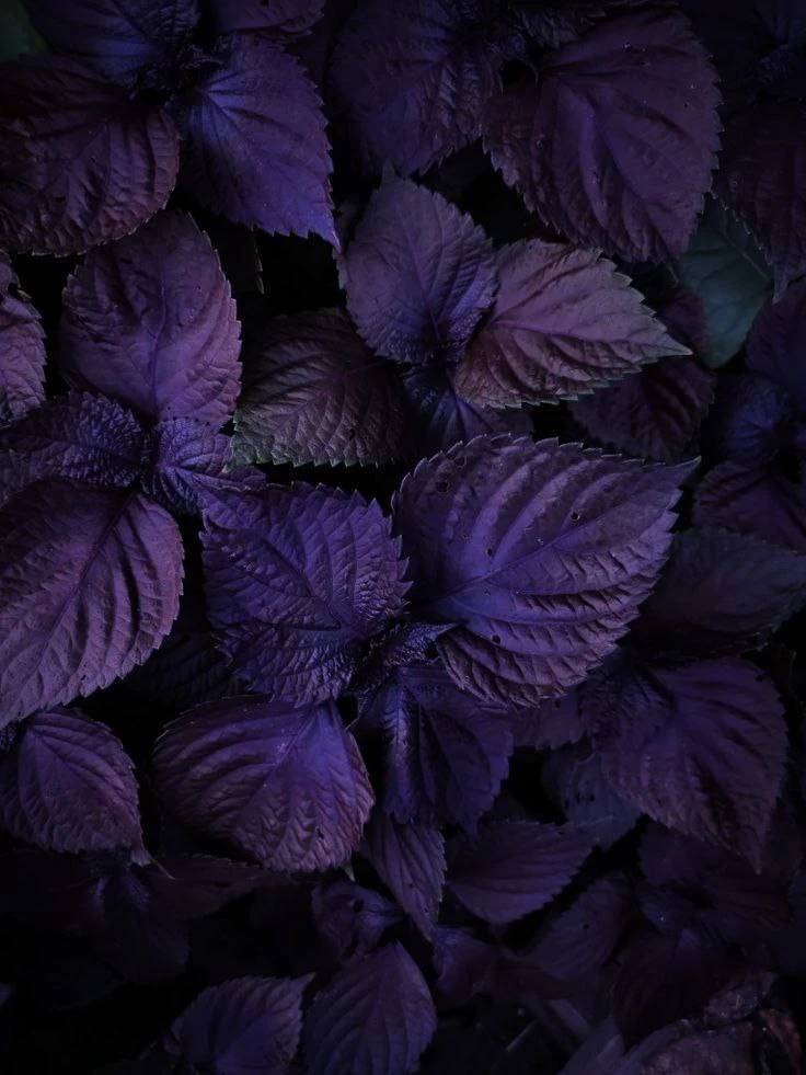 🌱 Что нужно знать о базилике