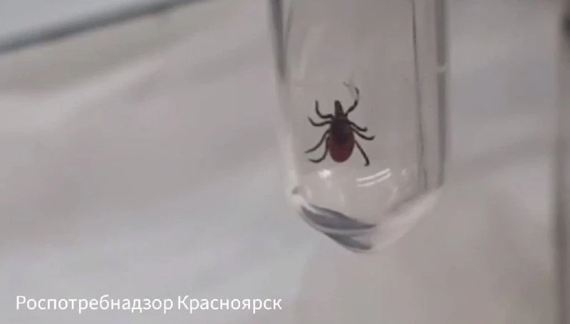 Красноярка заразилась эрлихиозом после укуса клеща