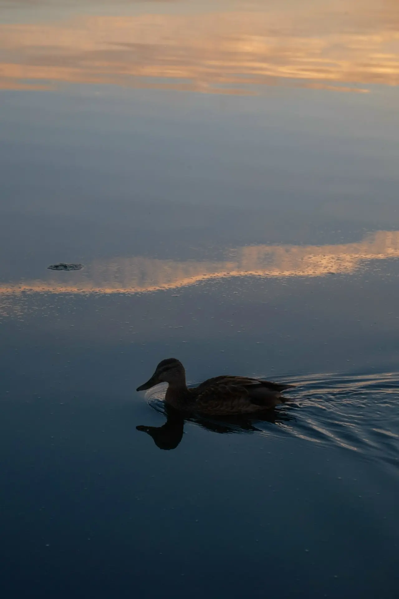 Саровские утиные истории от потрясающей Светланы Южбабенко