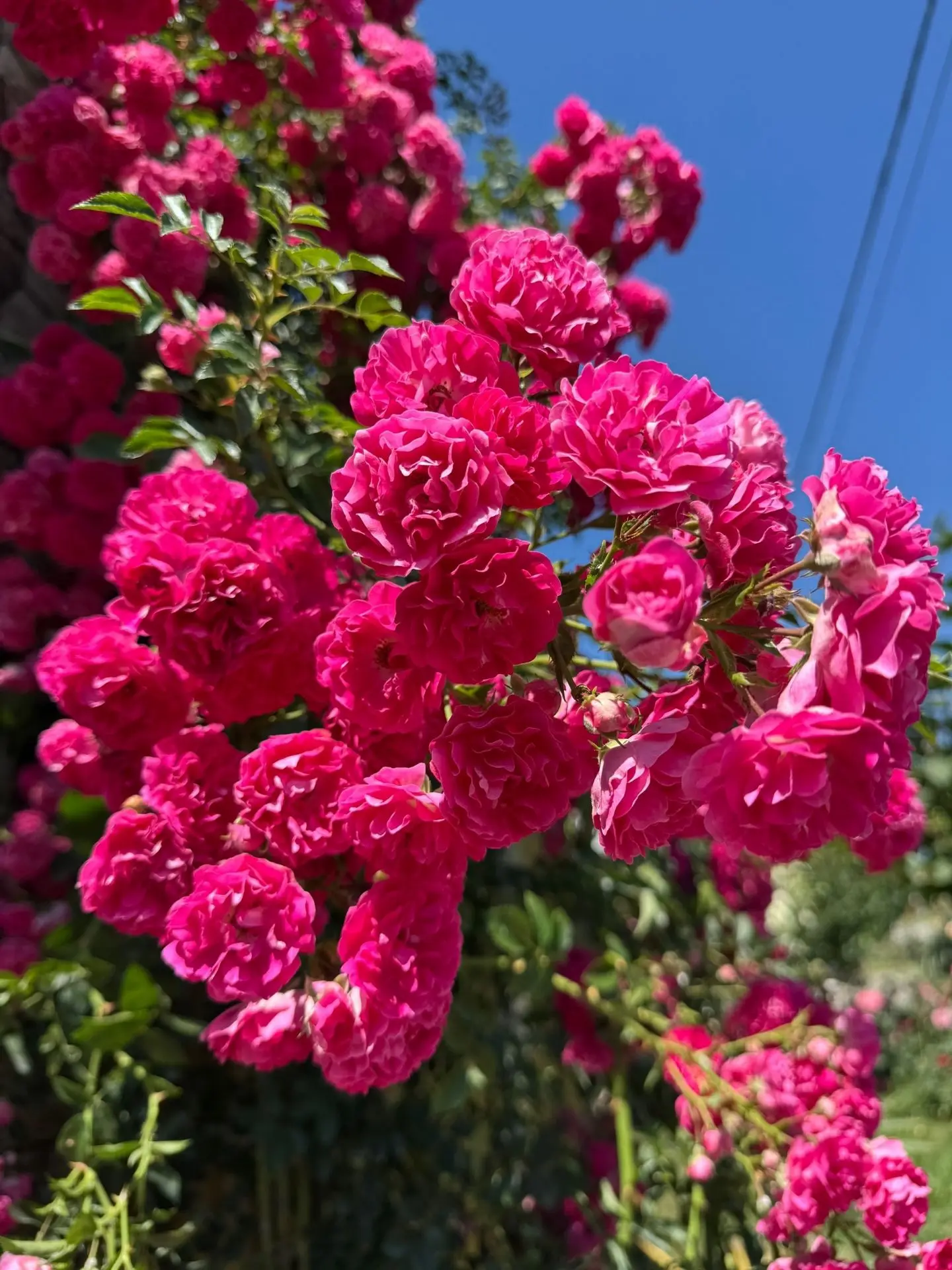 🌹Любуемся прекрасными розами от наших подписчиков 😍