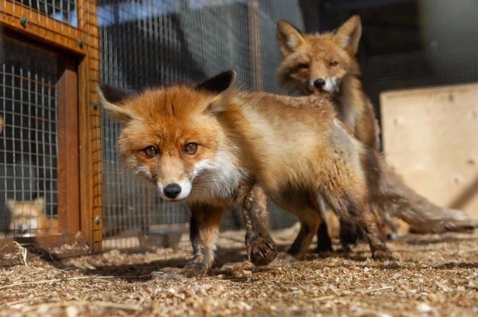 🦊 Жители запустили петицию против строительства в Приморье крупной зверофермы