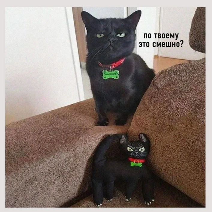 и еще котиков 😻😻😻