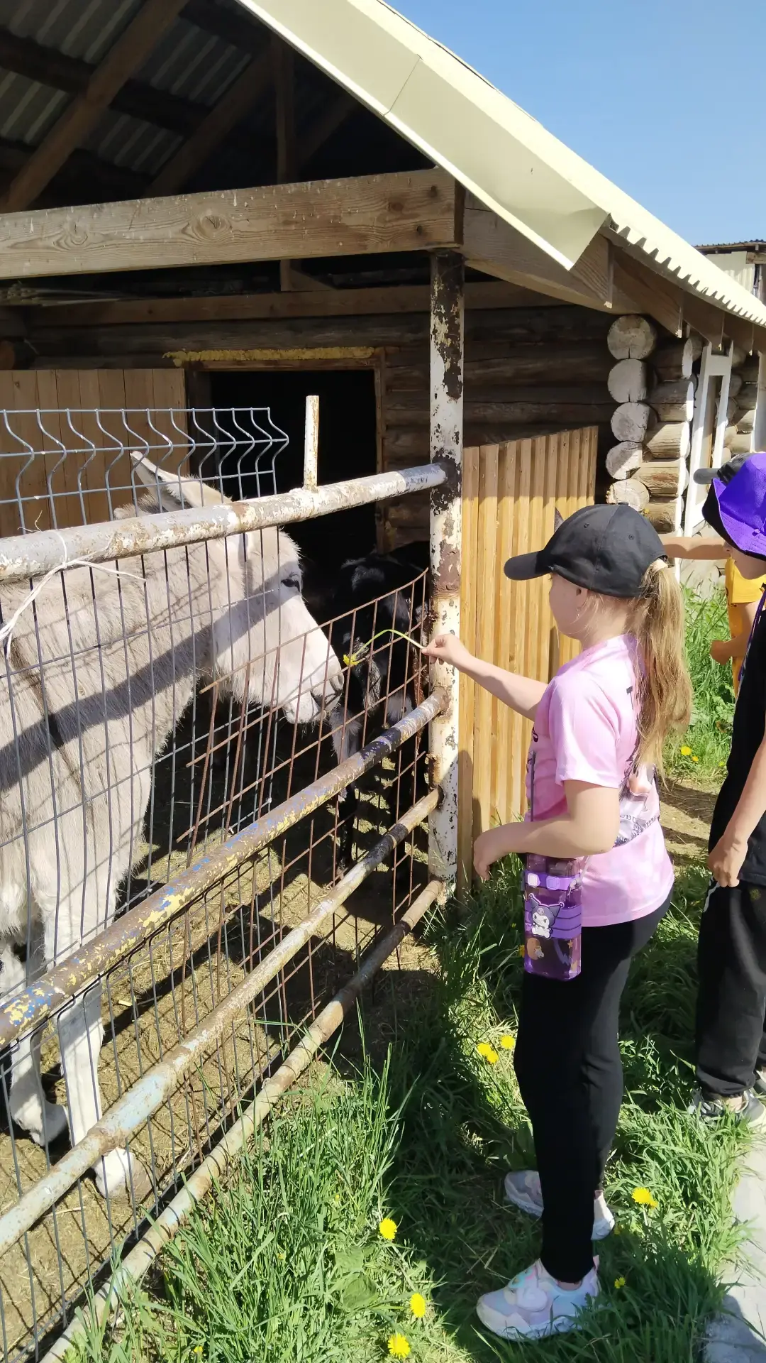 Лето начинается с копыт! 🐴🌿
