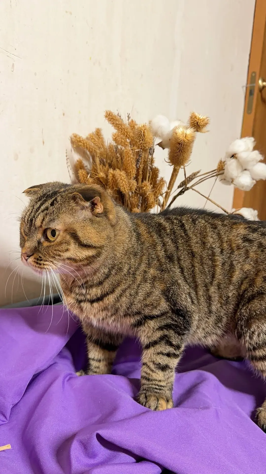 🐾В ПОИСКАХ ДОМА🐾